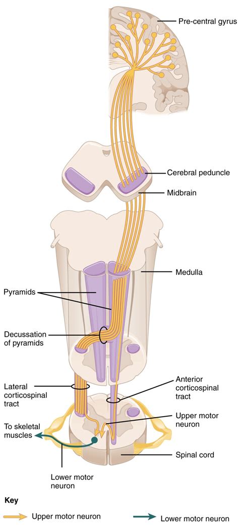 Corticospinal Tract | Facts, Summary, Communication & Types