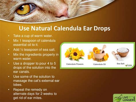 Home remedy for ear mites in cats