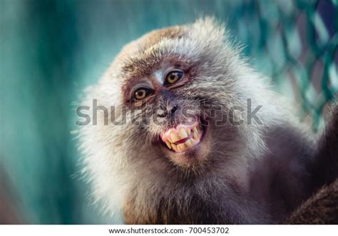 10,033 Monkey Teeth Images, Stock Photos & Vectors | Shutterstock