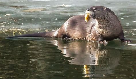 North American River Otter Habitat Map