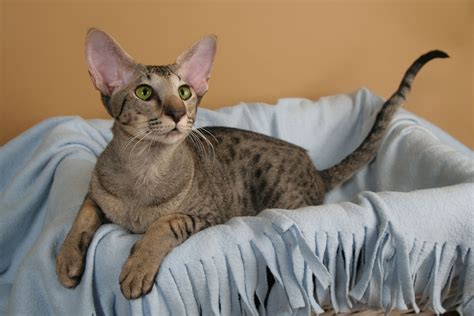 Oriental Shorthair: Breed Profile, Characteristics & Care