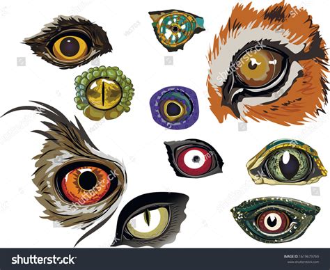 Collection Color Drawings Animal Eyes Stock Vector (Royalty Free ...