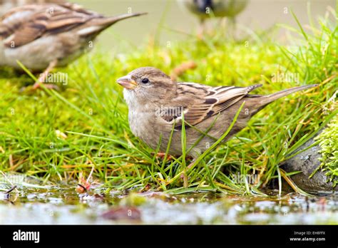 Hedge sparrow nest hi-res stock photography and images - Alamy