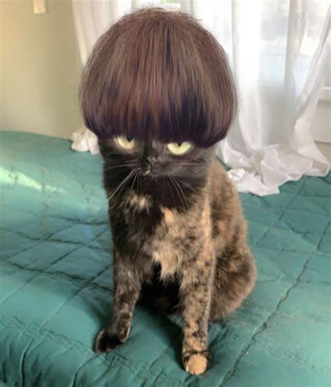 Here’s a picture of my cat with a hair filter : r/funny