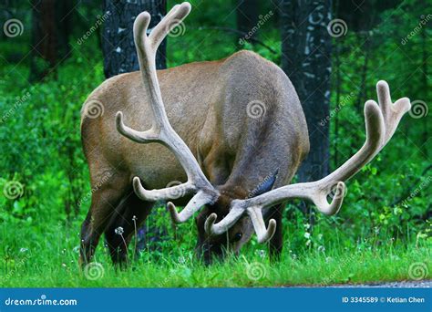 Male Elk with Large Antlers Stock Image - Image of animal, grass: 3345589