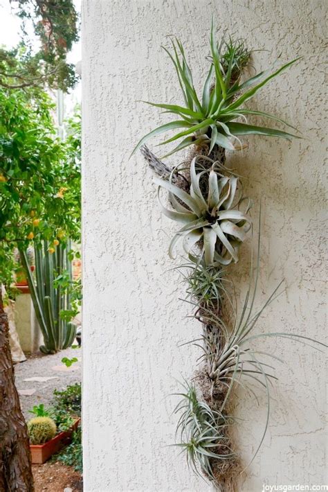 12 DIYs to Get Air Plants On Your Wall