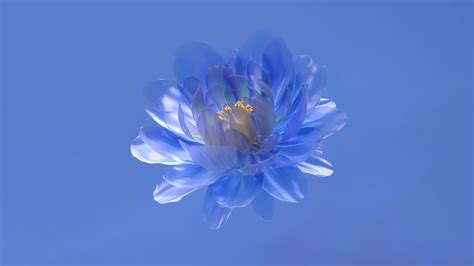 Abstract flower Wallpaper 4K, Blue aesthetic, Blue background