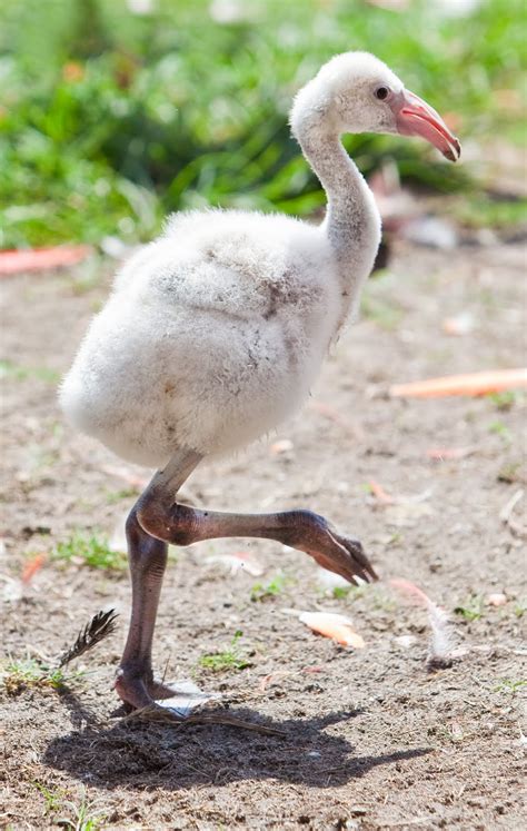 TPA Quick Take: BABY FLAMINGOS HATCHED AT BUSCH GARDENS TAMPA BAY