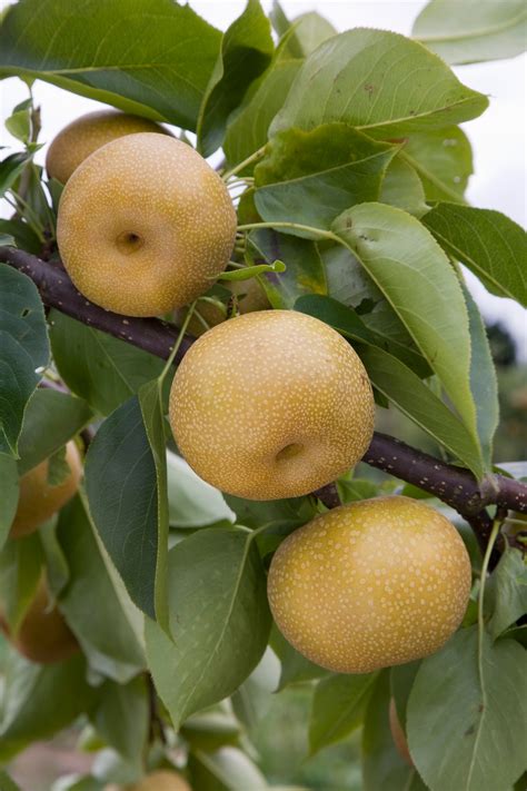 The five easiest fruit trees to grow - The English Garden