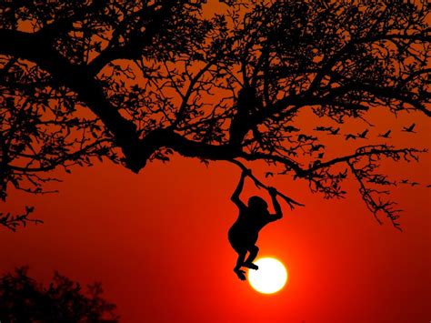 monkey silhouette sunset jungle - Regeneration International