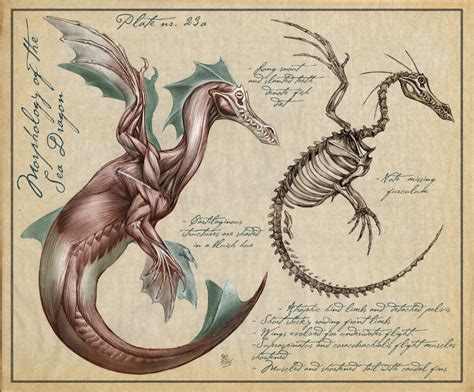 Image - Sea dragon Anatomy.jpg - Camp Half-Blood Role Playing Wiki