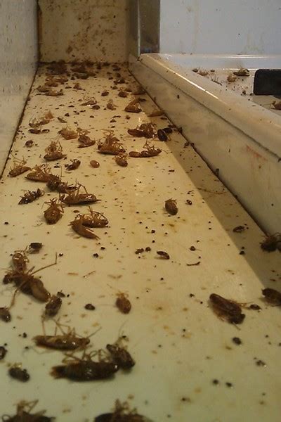 Restaurant Suffers from Cockroach Infestation - Batzner Pest Control - Pest Control and ...