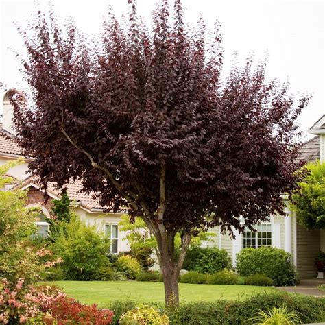 Purple Leaf Plum Tree, Purple-Leaf Plum Trees - Growing, Care, & 6 Common ... - Tips on our ...