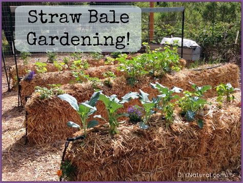 Straw Bale Gardening: An Easy Way To Grow Food