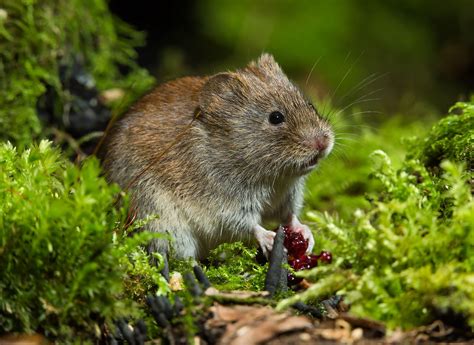 Vole | Description, Types, Rodent Behavior, Habitat, Diet, & Facts ...