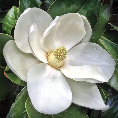 Southern Magnolia flower - Magnolia grandiflora - 20130112 | Night ...