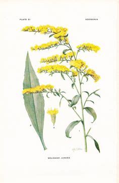 Goldenrod Flower Drawing at GetDrawings | Free download