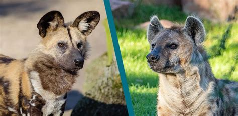 African Wild Dog vs. Hyena: Their Key Differences & Who Would Win a Fight?