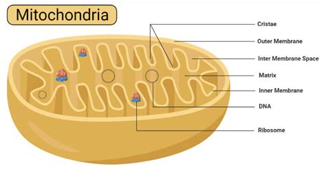 Mitochondria: Properties, Construction, Capabilities - sciencesavers