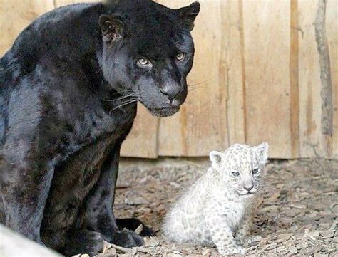 Rare albino jaguar cubs born to a black jaguar mother at a US zoo surprised onlookers