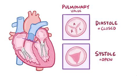 Pulmonary Valve Anatomy