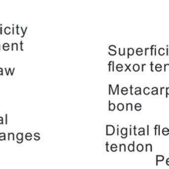 Anatomy structure of cat claws: (a) retract claw and (b) protract claw ...