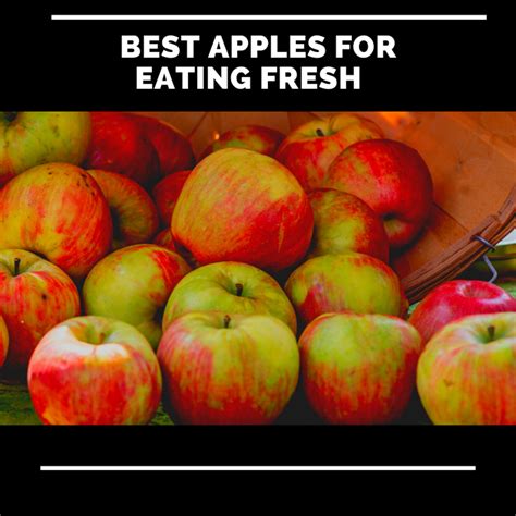 The Best Apples for Eating Fresh | Delishably