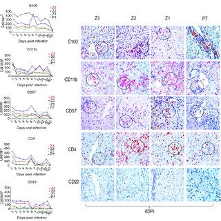 Quantitative immunohistochemical analysis of selected pro-inflammatory... | Download Scientific ...