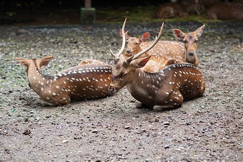 Baby Deer Sleeping Stock Photos, Pictures & Royalty-Free Images - iStock