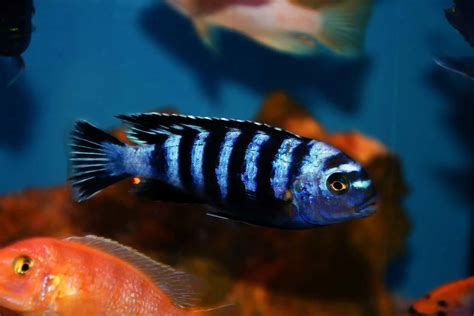 Electric Yellow Cichlid Tank Mates – 7 of the Best