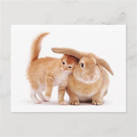 cute_funny_animals_8 kitten bunny rabbit friends postcard | Zazzle