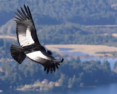 Andean Condor Facts for Kids - KonnectHQ