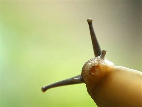 Do Snails Have Mouths | Pet Wikipedia