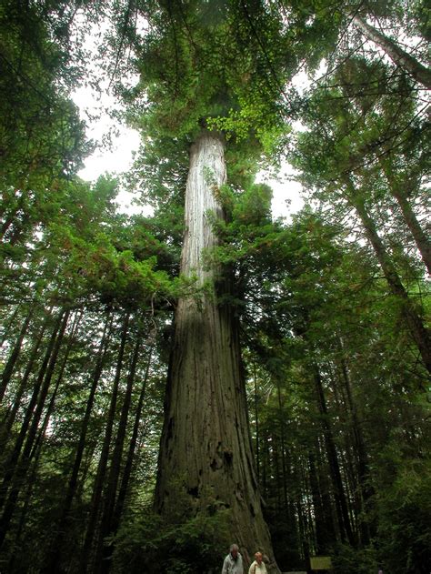 17 Best images about The Redwood Forest ♥ on Pinterest | The giants ...