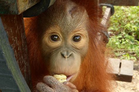 Adopt an Orangutan - The Orangutan Project