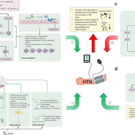 Semaglutide Mechanism Of Action