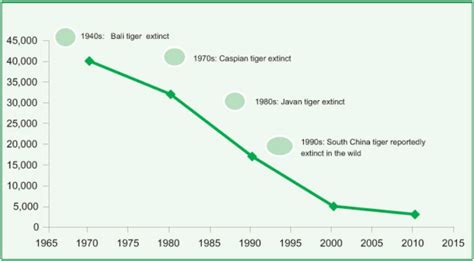 Background - Tiger Population Decline