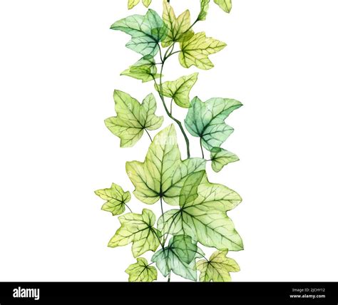 Ivy leaf drawing hi-res stock photography and images - Alamy