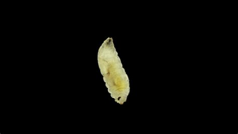 Worm-like Larva of Fruit Fly Stock Footage Video (100% Royalty-free) 1073584466 | Shutterstock