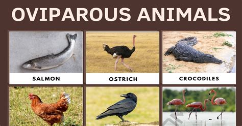 Oviparous Animals: List of Popular Animals that Lay Eggs • 7ESL