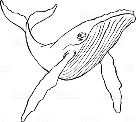 Humpback Whale Drawing at GetDrawings | Free download