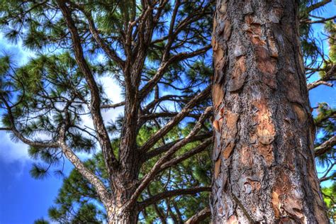 Florida Pine Trees Photograph by JT Gerosky - Pixels