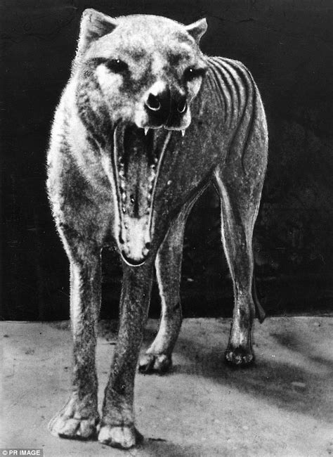 Extinct Tasmanian Tigers sighted in Queensland's Cape York | Daily Mail Online