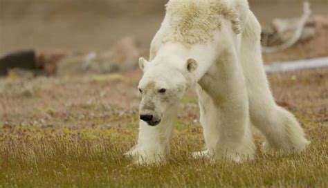 National Geographic photographer posts emotional video of starving ...