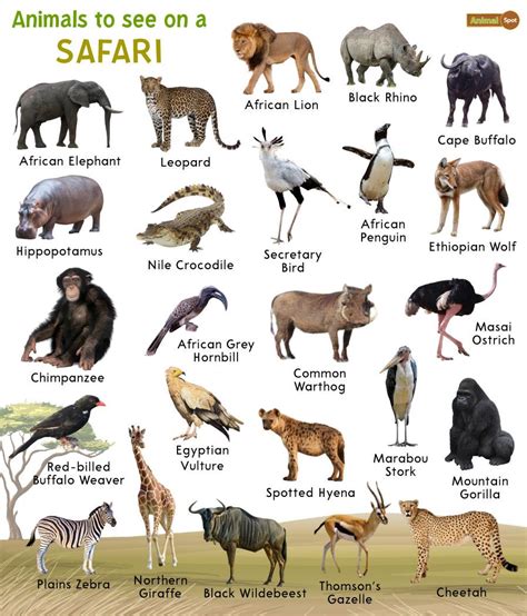 Safari Animals – Facts, List, Pictures