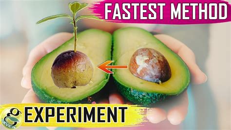 AVOCADO SEED GROWING: Fastest Hack With Results | How To Grow Avocado ...