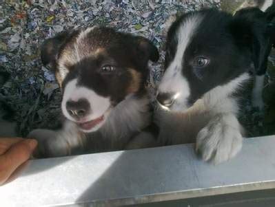 Welsh Sheepdog Puppies