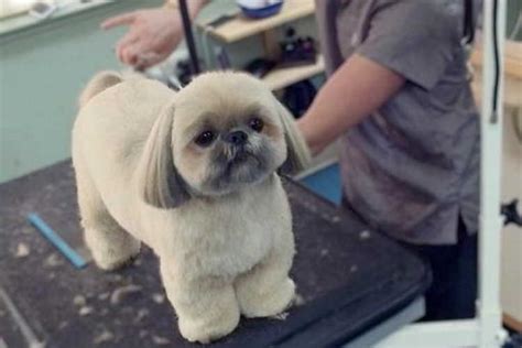 Grooming Your Shih Tzu At Home | Shih Tzu Haircut