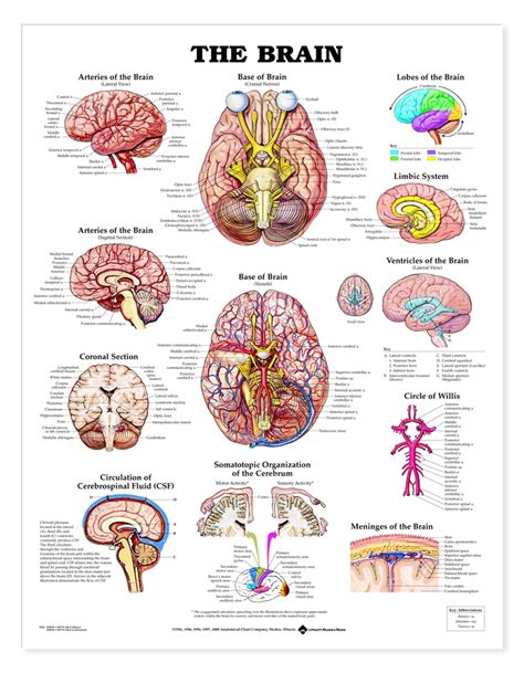 160 best images about Human Anatomy & Physiology on Pinterest | Brain anatomy, Human anatomy and ...