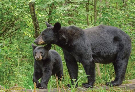 Entries being accepted for Tennessee Wildlife’s annual calendar photo contest | ClarksvilleNow.com